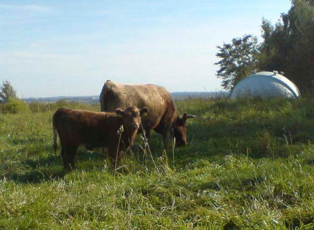 Impressionen der Tierarztpraxis Dr. Barbara Hoffmann Grimma - in Zschoppach und Mutzschen
