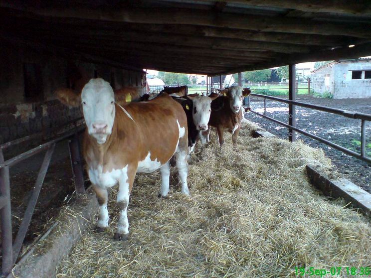 Impressionen der Tierarztpraxis Dr. Barbara Hoffmann Grimma - in Zschoppach und Mutzschen