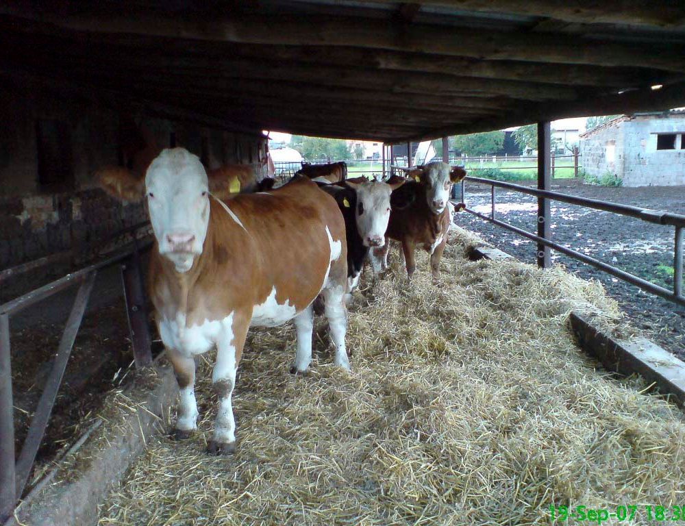 Impressionen der Tierarztpraxis Dr. Barbara Hoffmann Grimma - in Zschoppach und Mutzschen