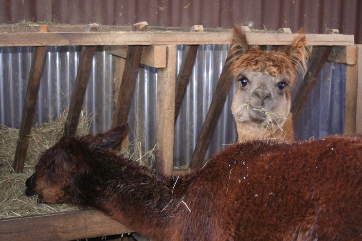 Impressionen der Tierarztpraxis Dr. Barbara Hoffmann Grimma - in Zschoppach und Mutzschen