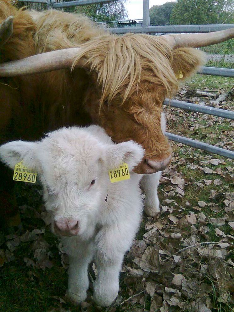 Impressionen der Tierarztpraxis Dr. Barbara Hoffmann Grimma - in Zschoppach und Mutzschen