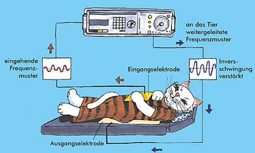 Bioresonanztherapie der Tierarztpraxis Dr. Barbara Hoffmann Grimma - in Zschoppach und Mutzschen